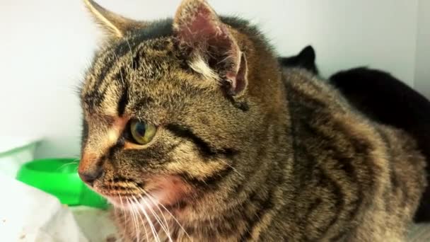 Gato Abrigo Animais Espera Adopção Gato Sem Abrigo Gaiolas Gato — Vídeo de Stock