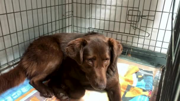 Hund Tierheim Wartet Auf Adoption Obdachloser Hund Käfig Verlassener Hund — Stockvideo