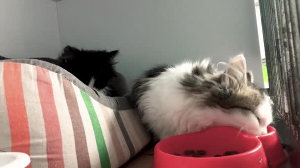 猫のためのシェルター 野良猫は動物保護施設で食べています 給餌時間について キャット養子縁組 — ストック動画
