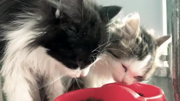 猫のためのシェルター 野良猫は動物保護施設で食べています 給餌時間について キャット養子縁組 — ストック動画