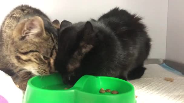 Tierheim Für Katzen Streunende Katzen Fressen Tierheim Fütterungszeit Katzenadoptionen — Stockvideo