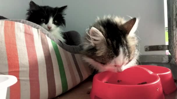 Tierheim Für Katzen Streunende Katzen Fressen Tierheim Fütterungszeit Katzenadoptionen — Stockvideo