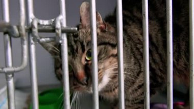 Hayvan barınağındaki kedi evlat edinilmeyi bekliyor. Kafesteki evsiz kedi. Terk edilmiş kedi çitin arkasında evlatlık bekliyor..