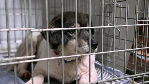 Perro Refugio Animales Esperando Adopción Perro Sin Hogar Jaulas Perro — Vídeo de stock