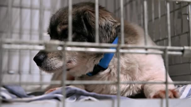 動物保護施設の犬が養子縁組を待っています 檻の中のホームレス犬 フェンスの背後で養子縁組を待っている放棄された犬 — ストック動画