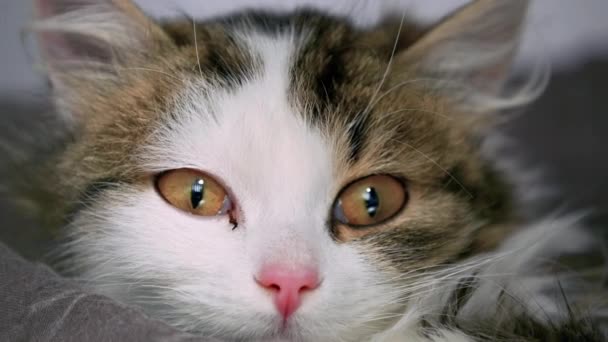 귀여운 고양이의 클로즈업 초상화 입양을 기다리는 보호소에 고양이 감금소에 노숙자 — 비디오