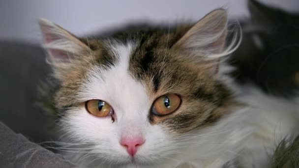 Κοντινό Πορτραίτο Μιας Χαριτωμένης Γάτας Γάτα Στο Καταφύγιο Ζώων Περιμένει — Αρχείο Βίντεο