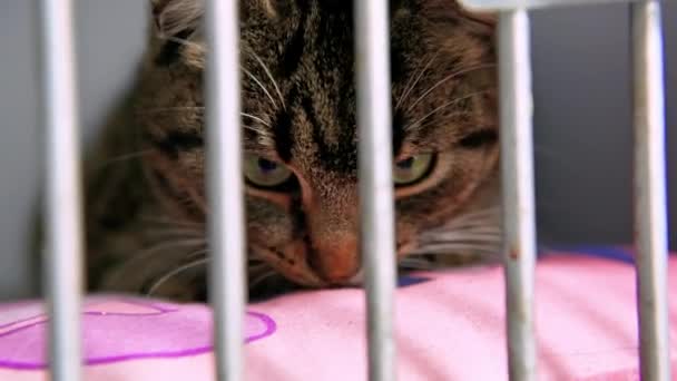 Gato Refugio Animales Esperando Adopción Gato Sin Hogar Jaulas Gato — Vídeos de Stock