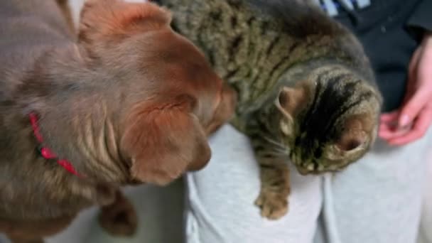 Dog Plays Cat Animal Shelter Brown Dog Playing Domestic Cat — Stock Video