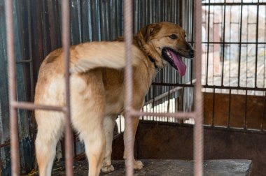 Hayvan barınağındaki köpek evlat edinilmeyi bekliyor. Köpek çitlerin arkasında. Köpek parmaklıklar ardında. Köpekler metal bir çitten bakar.