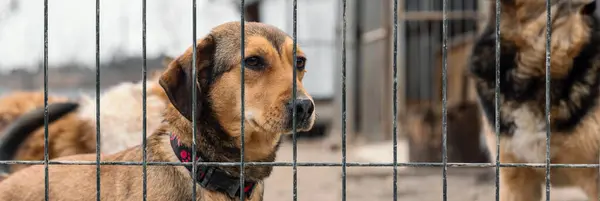 Perro Refugio Animales Esperando Adopción Perro Detrás Las Vallas Canino — Foto de Stock