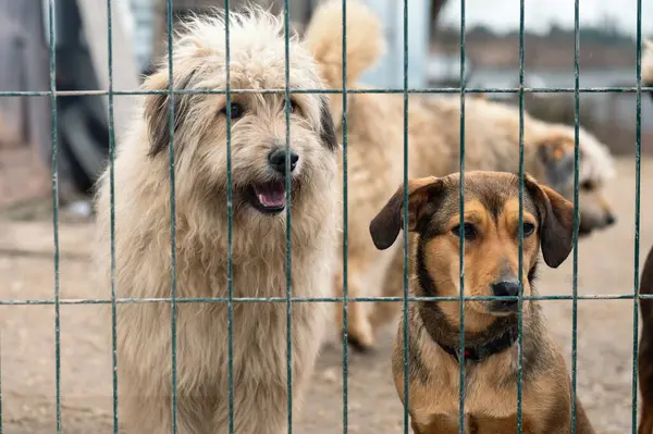 Hayvan barınağındaki köpekler evlat edinilmeyi bekliyor. Paslı metal bir kapının boşluklarından bakan kararlı bir köpeğin yakın çekimi.
