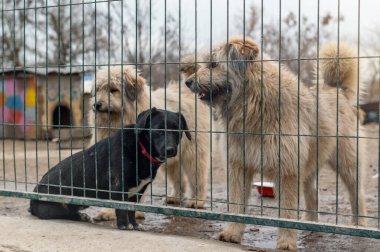 Hayvan barınağındaki köpekler evlat edinilmeyi bekliyor. Paslı metal bir kapının boşluklarından bakan kararlı bir köpeğin yakın çekimi.