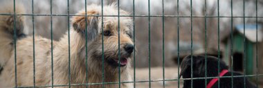 Hayvan barınağındaki köpekler evlat edinilmeyi bekliyor. Paslı metal bir kapının boşluklarından bakan kararlı bir köpeğin yakın çekimi.