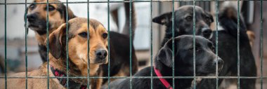 Hayvan barınağındaki köpekler evlat edinilmeyi bekliyor. Paslı metal bir kapının boşluklarından bakan kararlı bir köpeğin yakın çekimi.