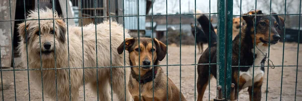 Dogs in animal shelter waiting for adoption. Close-up of a determineds dog looking through the gaps of a rusty metal gate