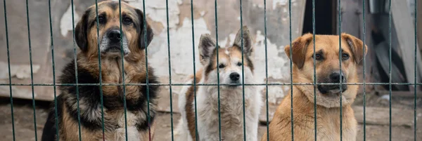 Perros Refugio Animales Esperando Adopción Primer Plano Perro Determinado Mirando — Foto de Stock