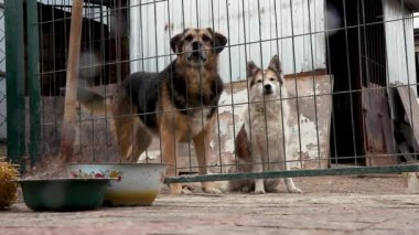 Hayvan barınağındaki köpek evlat edinilmeyi bekliyor. Köpek çitlerin arkasında. Parmaklıklar ardında köpek.