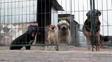 Hayvan barınağındaki köpek evlat edinilmeyi bekliyor. Köpek çitlerin arkasında. Parmaklıklar ardında köpek.