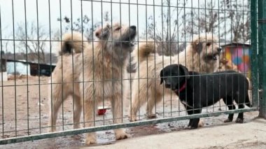 Hayvan barınağındaki köpek evlat edinilmeyi bekliyor. Köpek çitlerin arkasında. Parmaklıklar ardında köpek.
