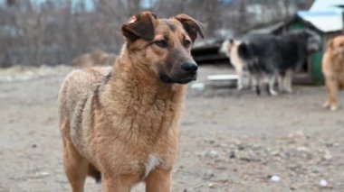 Hayvan barınağındaki köpek evlat edinilmeyi bekliyor. Köpek çitlerin arkasında. Parmaklıklar ardında köpek.