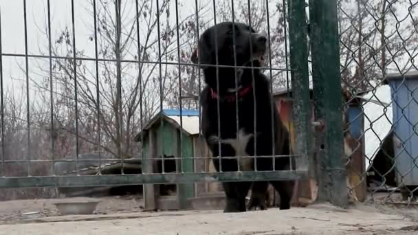 Hund Djurhem Väntar Adoption Hunden Bakom Stängslet Hund Bakom Galler — Stockvideo