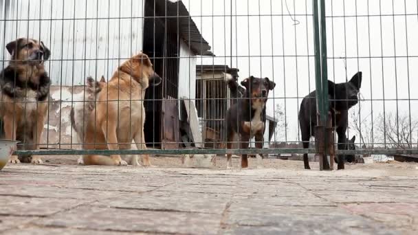 Hayvan Barınağındaki Köpek Evlat Edinilmeyi Bekliyor Köpek Çitlerin Arkasında Parmaklıklar — Stok video