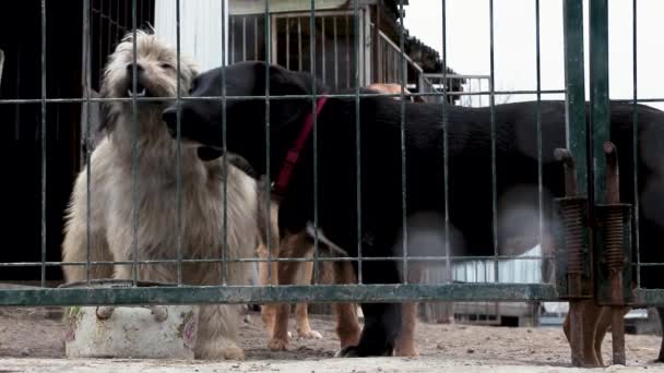 Pies Schronisku Czeka Adopcję Pies Ogrodzeniem Pies Kratkami — Wideo stockowe