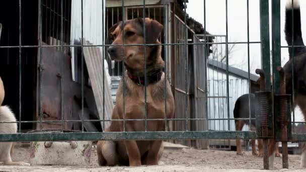 在动物收容所里等待收养的狗 狗在栅栏后面监狱后面的警犬 — 图库视频影像