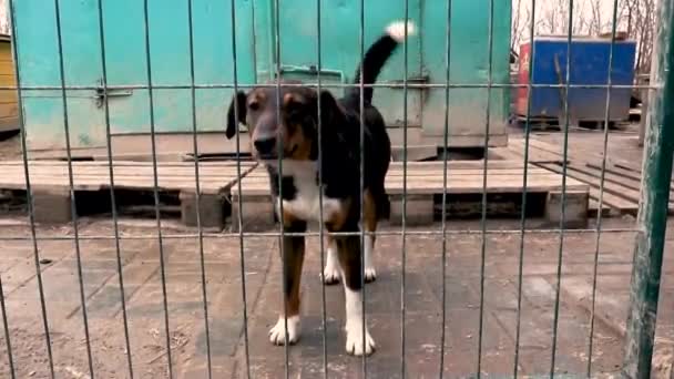 Σκύλος Στο Καταφύγιο Ζώων Περιμένει Για Υιοθεσία Σκύλος Πίσω Από — Αρχείο Βίντεο
