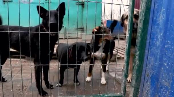 Hayvan Barınağındaki Köpek Evlat Edinilmeyi Bekliyor Köpek Çitlerin Arkasında Parmaklıklar — Stok video