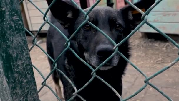 Pes Útulku Čeká Adopci Pes Plotem Pes Mřížemi — Stock video