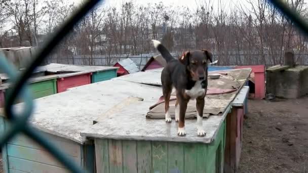 Perro Refugio Animales Esperando Adopción Perro Detrás Las Vallas Canino — Vídeos de Stock