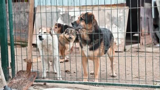 Cão Abrigo Animais Espera Adopção Cão Atrás Das Cercas Canino — Vídeo de Stock