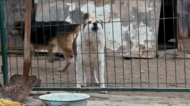 動物保護施設の犬が養子縁組を待っています フェンスの後ろにいる犬 バーの後ろにカナイン — ストック動画