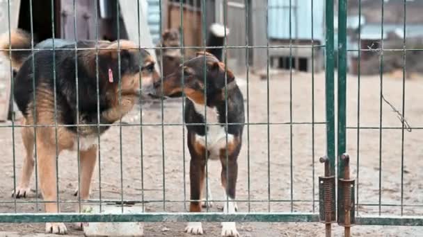 在动物收容所里等待收养的狗 狗在栅栏后面监狱后面的警犬 — 图库视频影像
