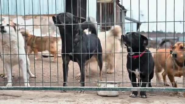 Câine Adăpostul Animalelor Așteptarea Adopției Câine Spatele Gardurilor Caninul Din — Videoclip de stoc