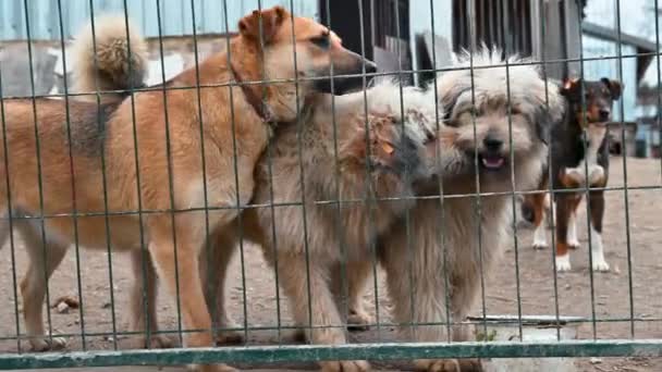 Cão Abrigo Animais Espera Adopção Cão Atrás Das Cercas Canino — Vídeo de Stock