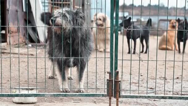 Dog Animal Shelter Waiting Adoption Dog Fences Canine Bars — Stock Video