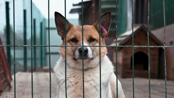 Perro Refugio Animales Esperando Adopción Perro Detrás Las Vallas Canino — Vídeo de stock