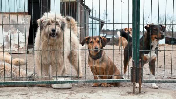 Собака Притулку Тварин Чекає Усиновлення Собака Парканами Канель Ґратами — стокове відео