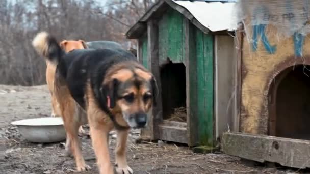 Câine Adăpostul Animalelor Așteptarea Adopției Câine Spatele Gardurilor Caninul Din — Videoclip de stoc