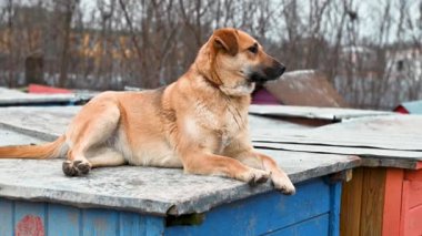 Hayvan barınağındaki köpek evlat edinilmeyi bekliyor. Köpek çitlerin arkasında. Parmaklıklar ardında köpek.
