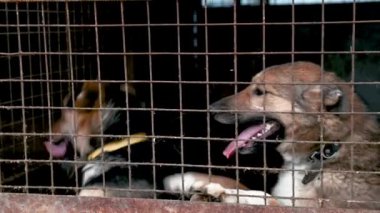 Hayvan barınağındaki köpek evlat edinilmeyi bekliyor. Köpek çitlerin arkasında. Parmaklıklar ardında köpek.