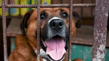 Hayvan barınağındaki köpek evlat edinilmeyi bekliyor. Köpek çitlerin arkasında. Parmaklıklar ardında köpek.
