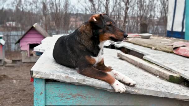 動物保護施設の犬が養子縁組を待っています フェンスの後ろにいる犬 バーの後ろにカナイン — ストック動画