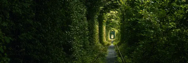 Green tunnel of trees growing above the railway. Light at the end of a tunnel made of tree branches. Tunnel of love in Ukraine