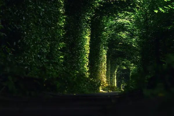 Green tunnel of trees growing above the railway. Light at the end of a tunnel made of tree branches. Tunnel of love in Ukraine