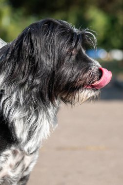 Parktaki tüylü bir köpeğin portresi. Avlu kıllı siyah köpek.