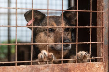 Hayvan barınağında sahiplenilmeyi bekleyen başıboş bir köpek. Hayvan barınağındaki evsiz köpek portresi. Köpek çitlerin arkasında.